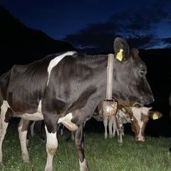 Die Kühe im nächtlichen Ausschnitt des Naturdekolletés am Maierhof