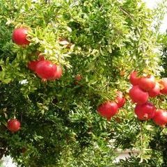 Granatäpfel kurz vor der Ernte