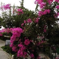 Bougainville in voller Pracht