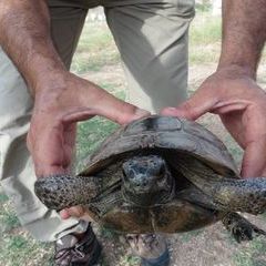 Schildkröte entdeckt !