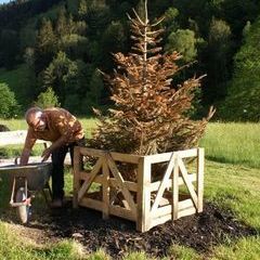 Deutsche Weihnachtstanne an türkische Transportkiste