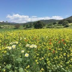 In Erinnerung bleibt eine herrlich blühende Landschaft und eine großartige Gastfreundschaft in diesem Land - der Türkei.