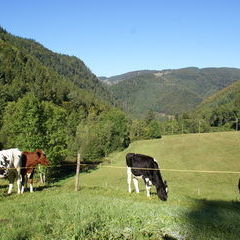 Es wird Herbst. Die Kühe rücken näher und sorgen für den letzten Schnitt.