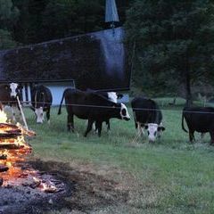 Lebendiges Boef flambé - so frisch und nah :-)